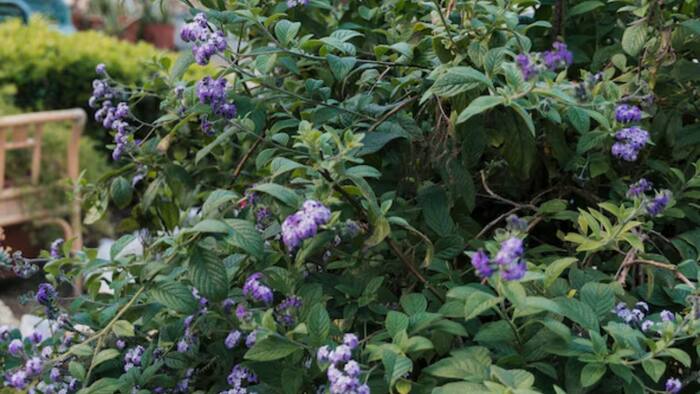 Plant sleep cycle