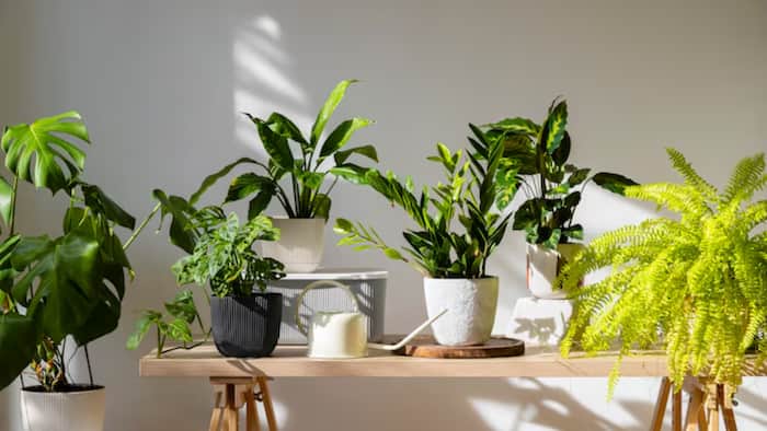 Plant sleep in night