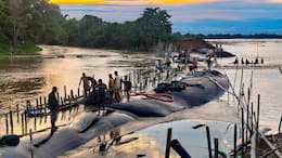 Assam Floods: Death toll rises to 103, affected population falls to 87000; IMD predicts widespread rain till August 18