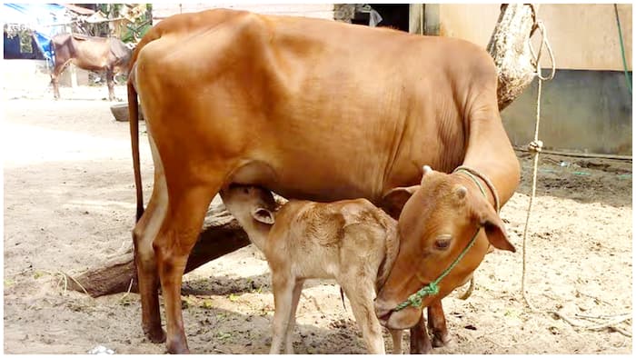 Cow slaughter: Gujarat court sentences 3 men to life imprisonment, says cows could face extinction if accused go unpunished | Image: X