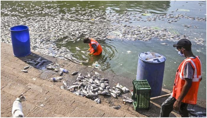 mumbai fish deaths